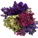 Statice Assorted 60cm