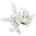Statice White (10st)