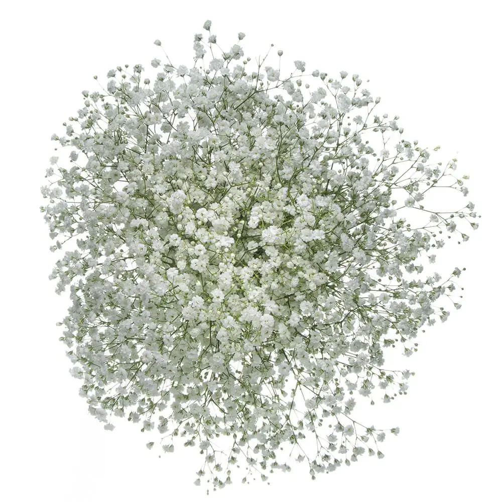 M26 GYP Baby's Breath (6 Stems) 
