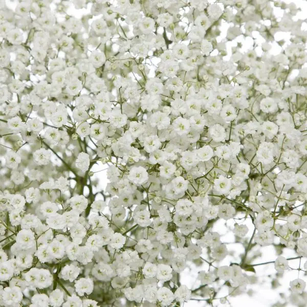 PO Xlence GYP Baby's Breath
