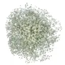 M26 GYP Baby's Breath (6 Stems) 