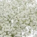 PO Xlence GYP Baby's Breath