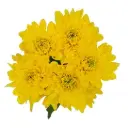 AL26 Chrysanthemums Deep Yellow Cheddar