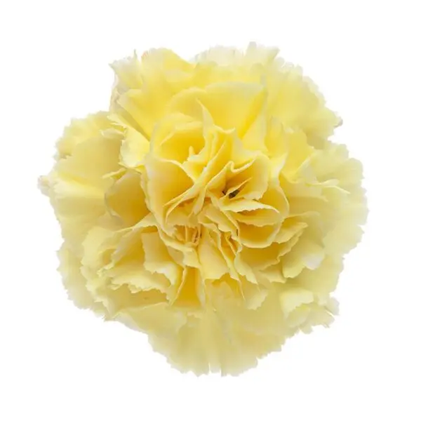 M25 LG Carnations Yellow Diletta 