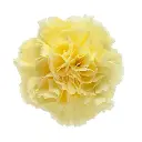 M26 LG Carnations Yellow Diletta 