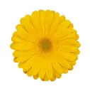 M26 Gerberas Yellow