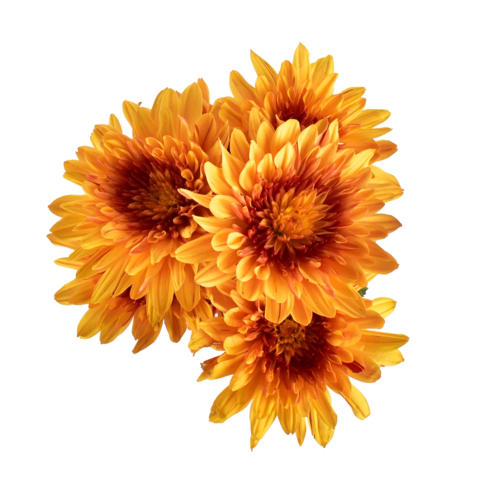 AL26 Chrysanthemums Yellow Avila