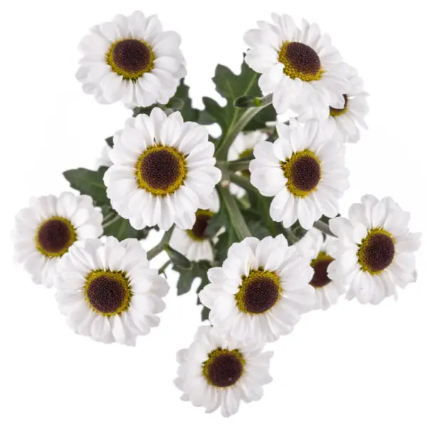 Micropom Ying Yang (10st)
