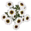 Micropom Ying Yang (10st)
