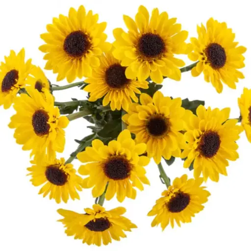 V26 Vi-Bowl Yellow Zippo