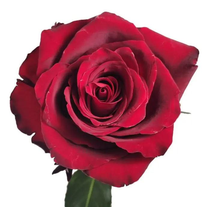 V26 40cm Roses Dark Red Explorer 