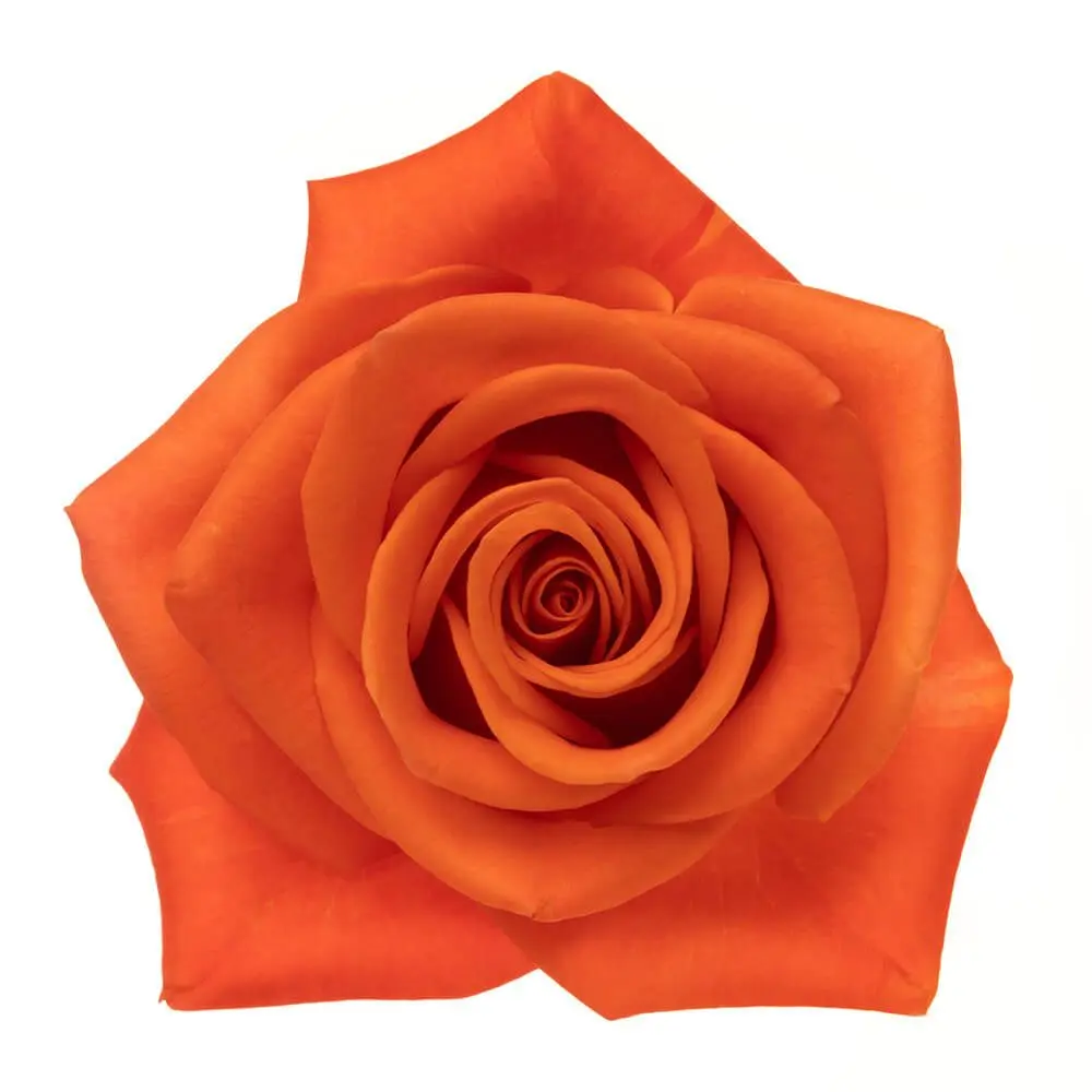 AL26 40cm Roses Orange Crush