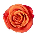 M25 40cm Roses Orange Crush