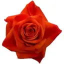 M26 40cm Roses Deep Orange Hilux