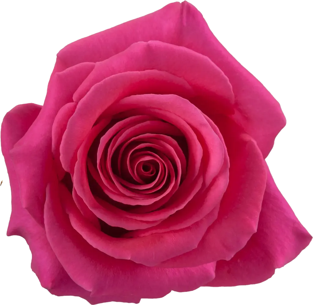 M25 50cm Roses Deep Pink Floyd