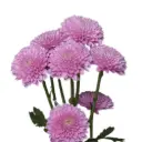 M26 Buttons Lilac Becky