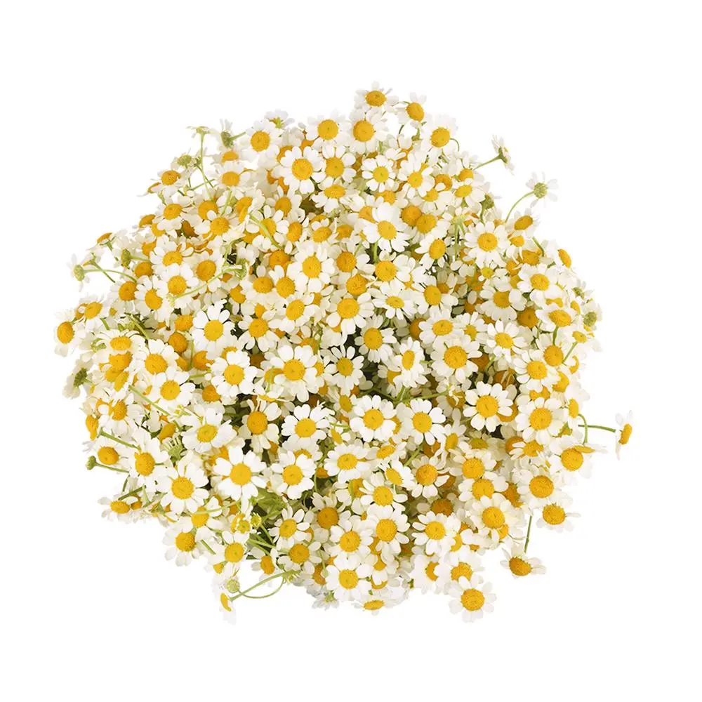 AL26 Chamomile Daisy