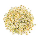 AL26 Chamomile Daisy