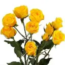 M25 Spray Roses Yellow Suncity 