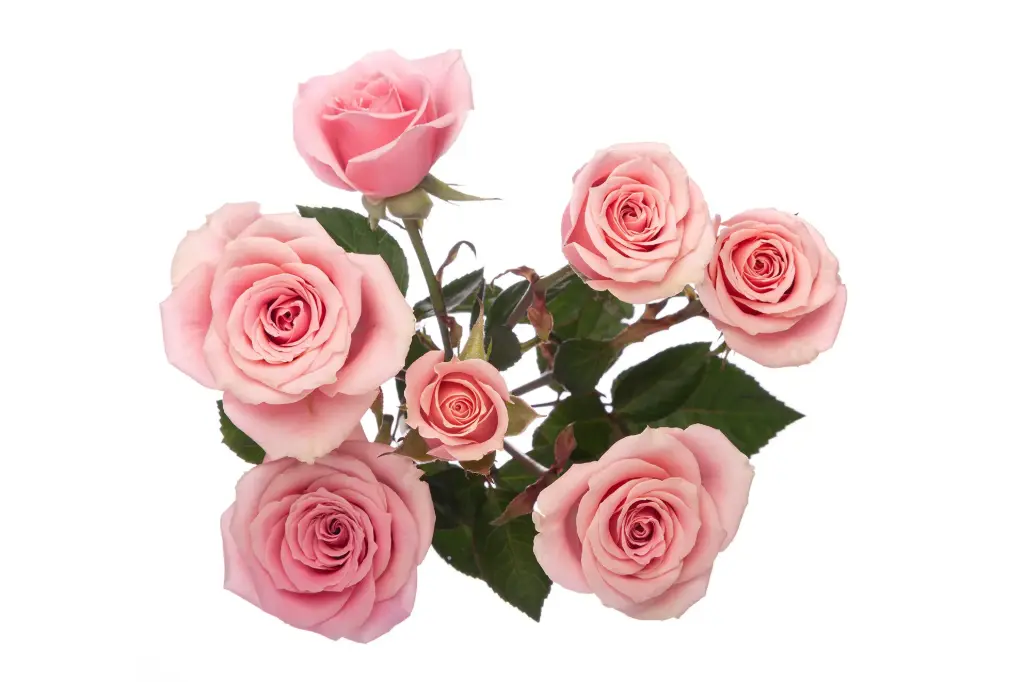 V26 40cm Spray Roses Light Pink Sensation 