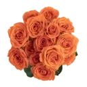 M25 Spray Roses Orange Babe 