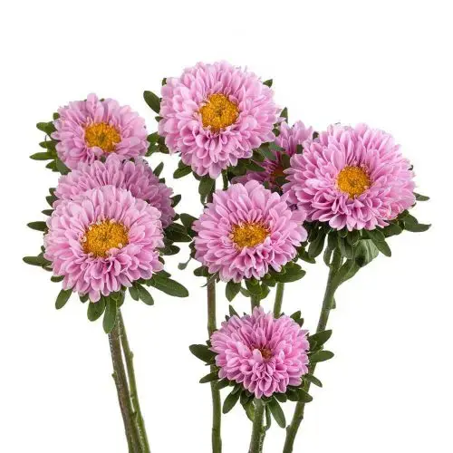 M26 Matsumoto Light Pink