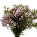M25 Wax Flowers Pink Dancing Queen