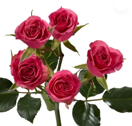 M26 50cm Spray Roses Medium Pink Bon Bon