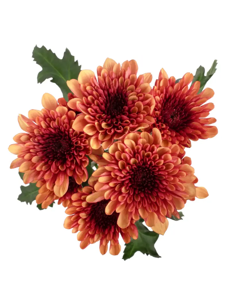 Chrysanthemums Bi-Color Lovato Honey