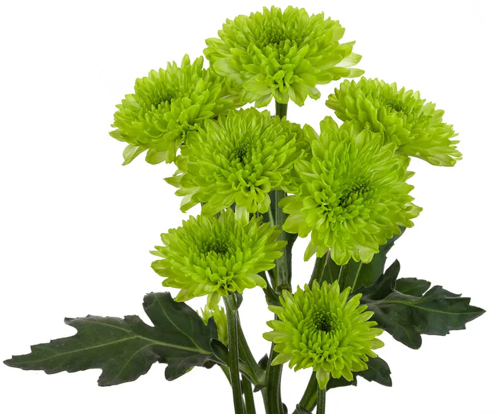 Chrysanthemums Green Lemonada 