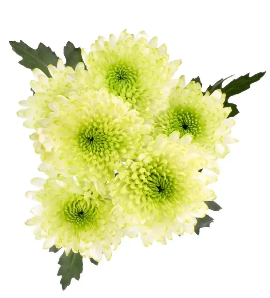 Chrysanthemums Light Green Forrester 