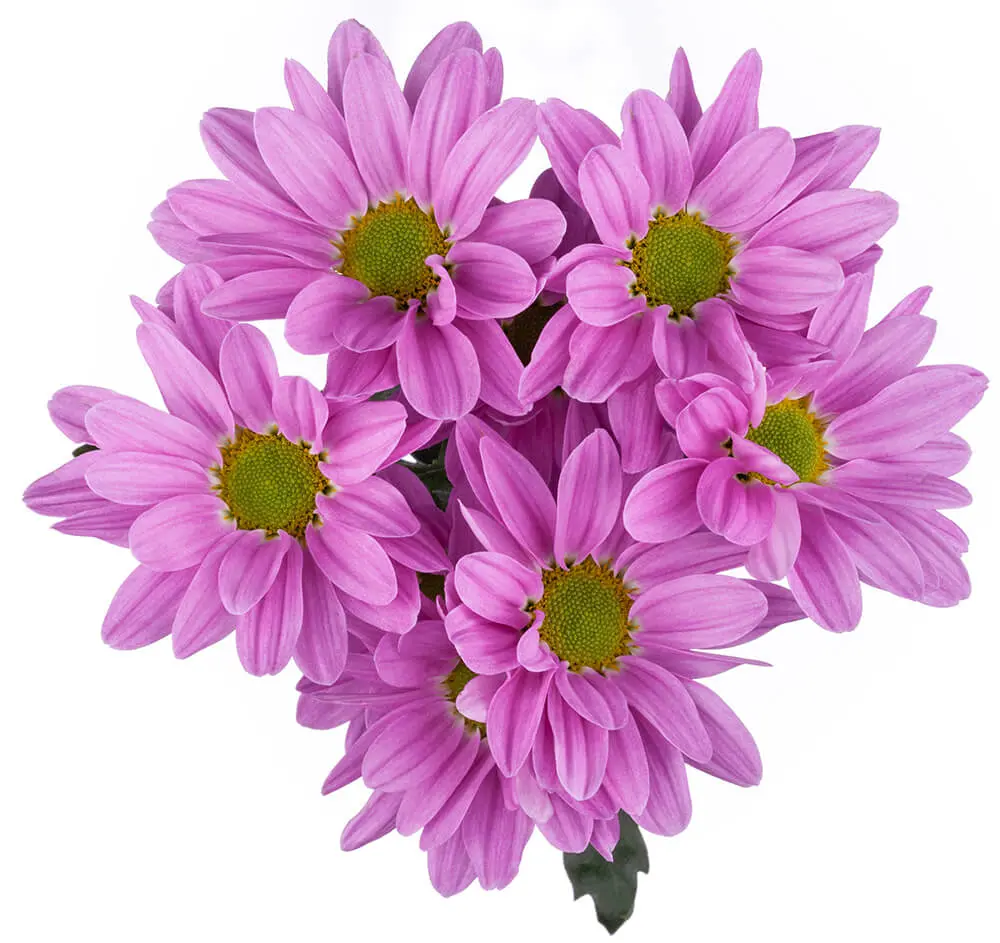 Daisies Lilac Melrose Dark