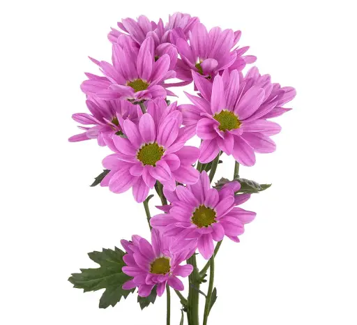 Daisies Lilac Melrose