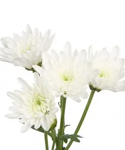 Chrysanthemums White Novelty Espanoja 