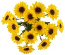 Vi-Bowl Yellow Mini Sunflower Zippo 