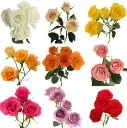 Spray Roses Mixed
