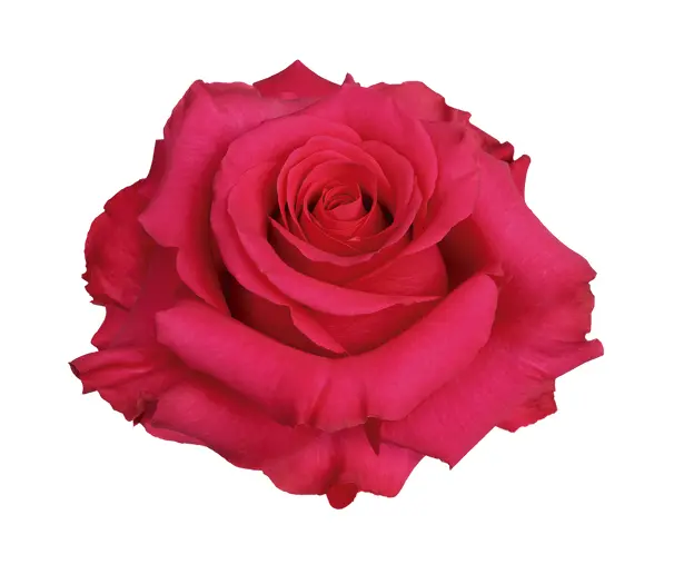 40cm Roses Hot Pink Enigma 