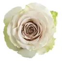 40cm Roses Creamy Sand Pompei