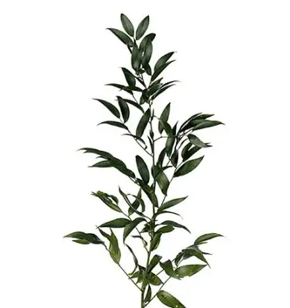 Italian Ruscus