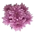 M25 Chrysanthemums Lilac All Star