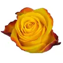 M25 40cm Roses Yellow Summerlight 