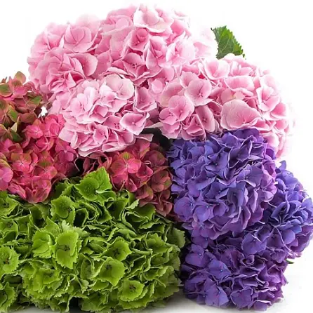 M25 Hydrangeas Assorted