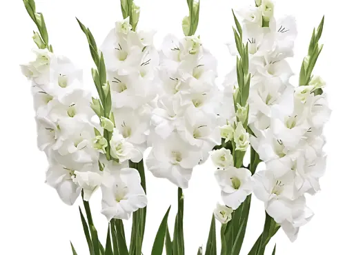 M26 Gladiolus White Wedding