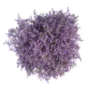 AL26 Caspia Purple Misty