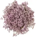 M25 Limonium Caspia Pink