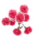M25 Mini Carnations Pink/White Cherry Tessino