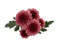 M25 Chrysanthemums Raspberry Brulee