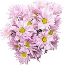 M25 Pink Alma Daisies