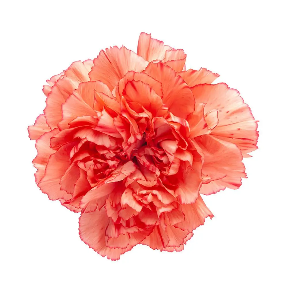 LG Carnations Orange Trueno