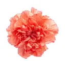 LG Carnations Orange Trueno